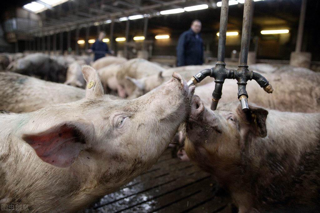 预测猪价回升在2023年还是2024年,预测猪价下周走势