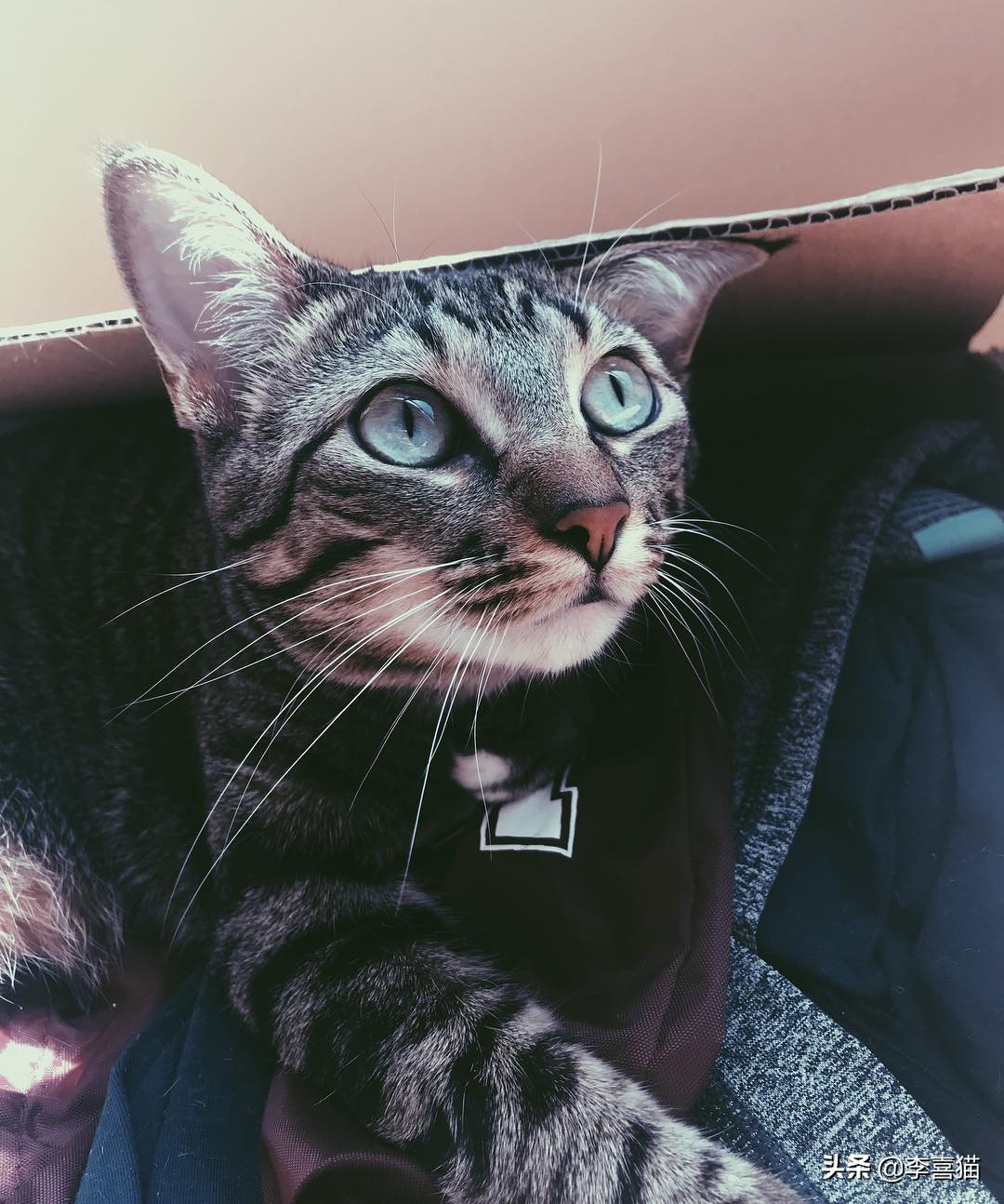 辟谣：不是只有狗狗会藏东西，猫咪一旦鸡贼起来什么玩具都能玩丢