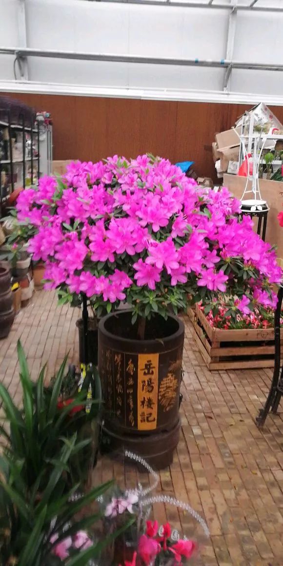 花土碱性大的原因和解决方法,花土是深层土好还是浅层土好