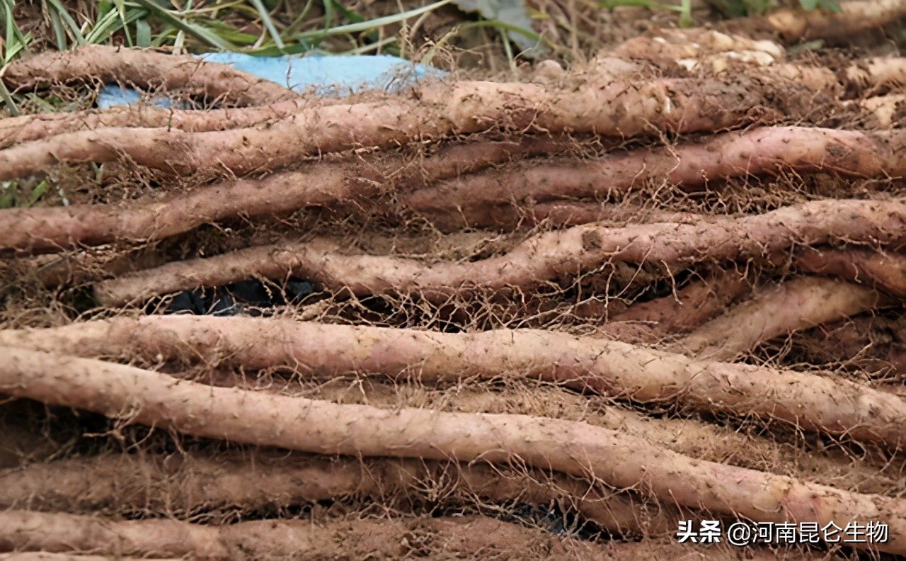 山药枯萎黄萎病怎么办？烂根病用什么药效果好？黄叶死苗怎样处理