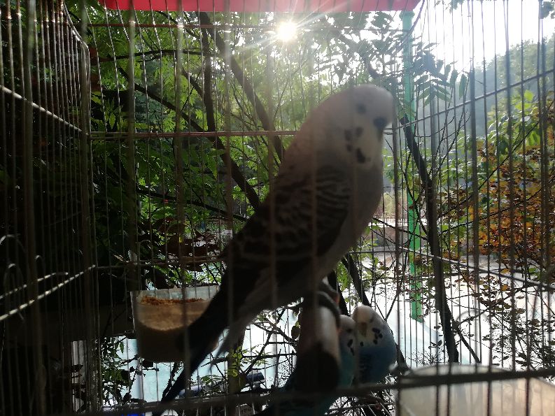 洛阳栾川竹海野生动物园值得去吗,洛阳栾川竹海野生动物园都有什么