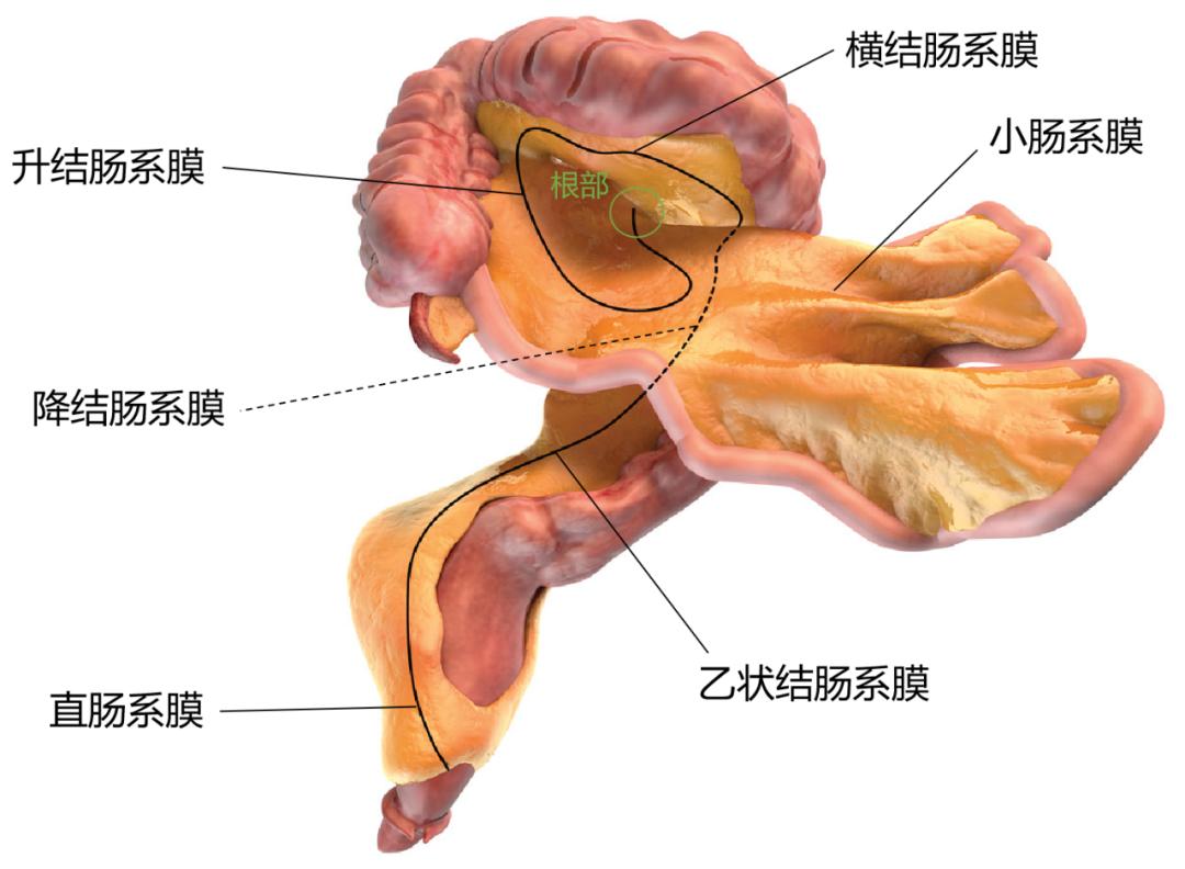 这样的解剖结构容易忘？重新认识肠系膜