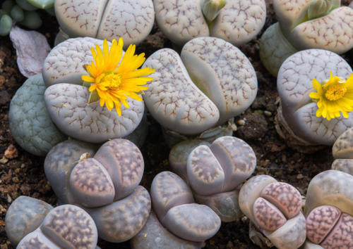 多肉的100个常见品种,10种公认的多肉