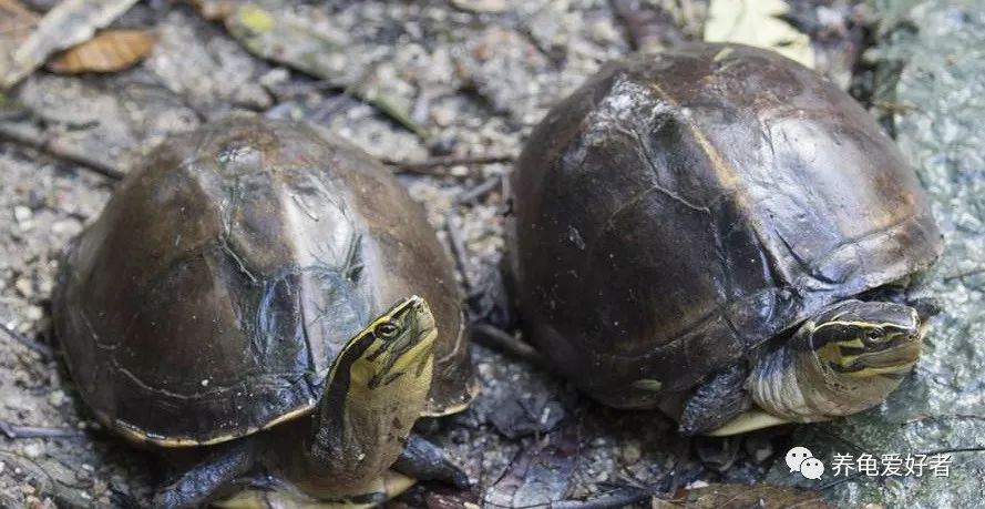 野生龟能在原地生活吗,没有野生龟会怎样