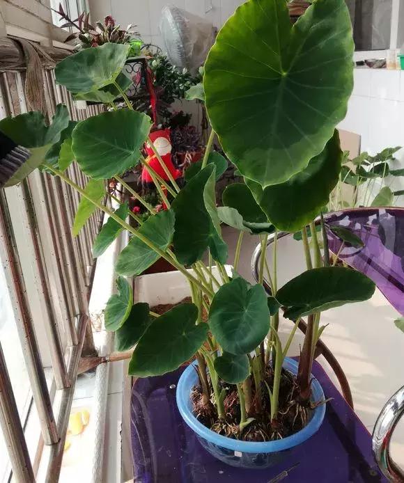 这6种菜根不要丢,哪4种菜根不能丢在家盆栽