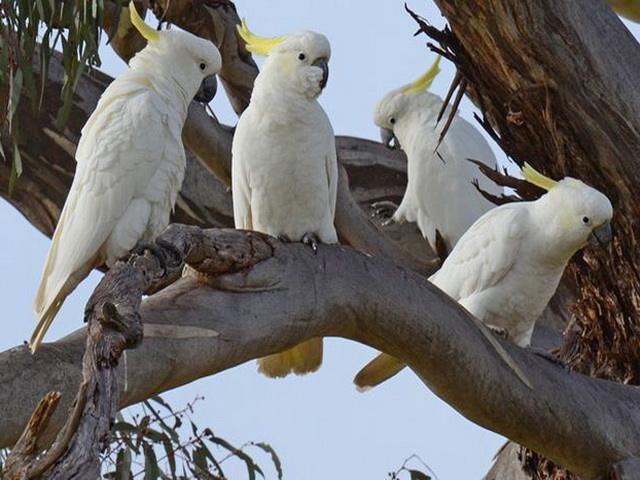 什么鹦鹉最好养又实惠,哪4种鹦鹉合法