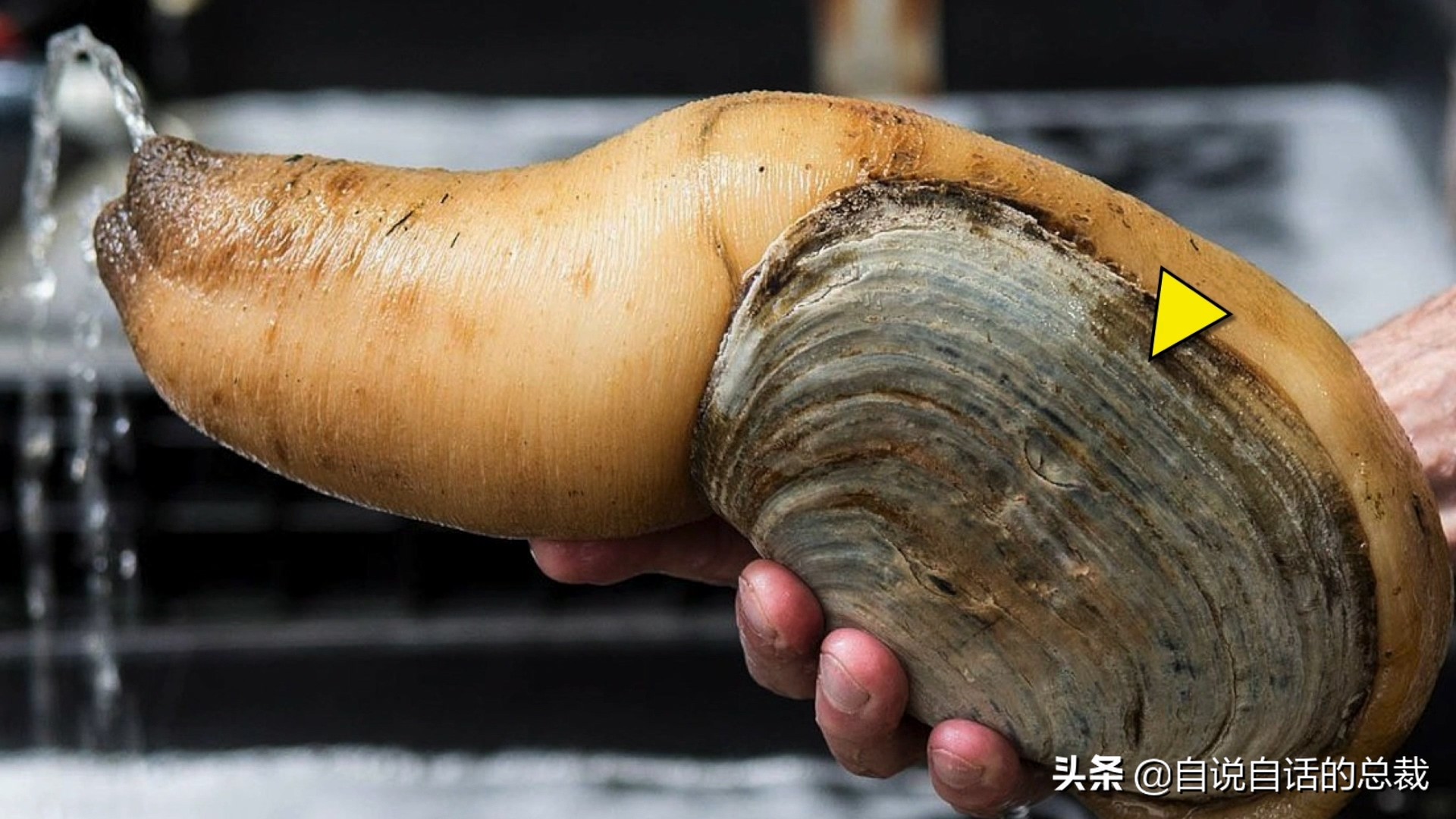 海鲜蛤蜊与蛤蜊区分,蛏子与小人蚬的区别