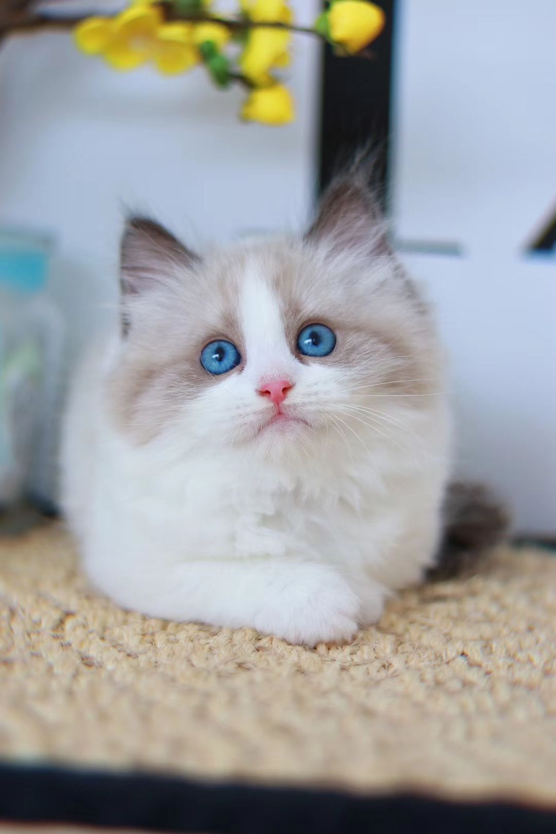 如何买到东北布偶猫,在哪里买布偶猫最便宜在手机上买