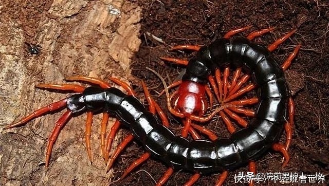 被蜈蚣咬伤注意3点,蜈蚣咬伤用什么草药