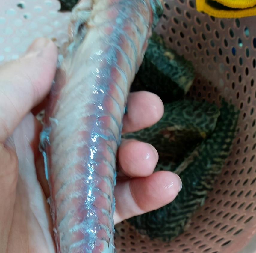 清道夫晒干遇水复活真的假的,清道夫到底是怎么入侵的