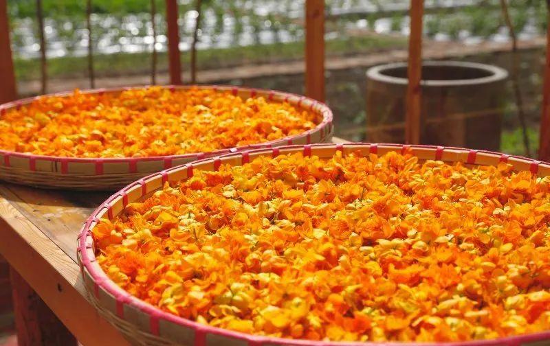 金莲花茶的禁忌,金莲花和菊花哪个去火效果好