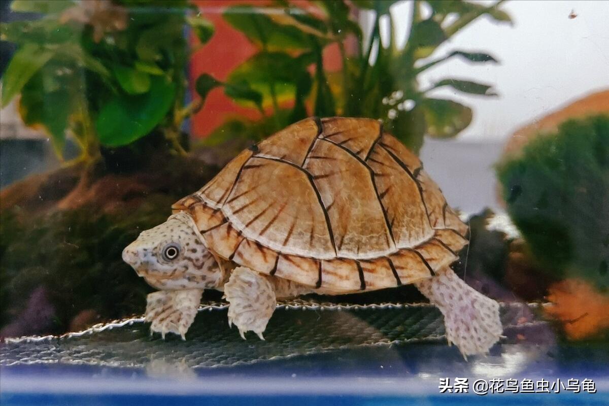 最常见的几种乌龟的品种,常见乌龟的种类及图片介绍