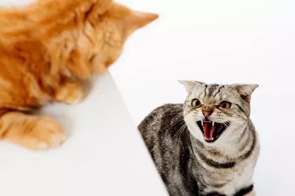 两只猫打架怎么办呢,两只猫打架掉一撮毛