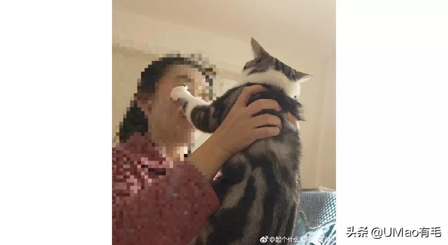 铲屎官别怕猫咪来保护你,猫咪对铲屎官的占有欲