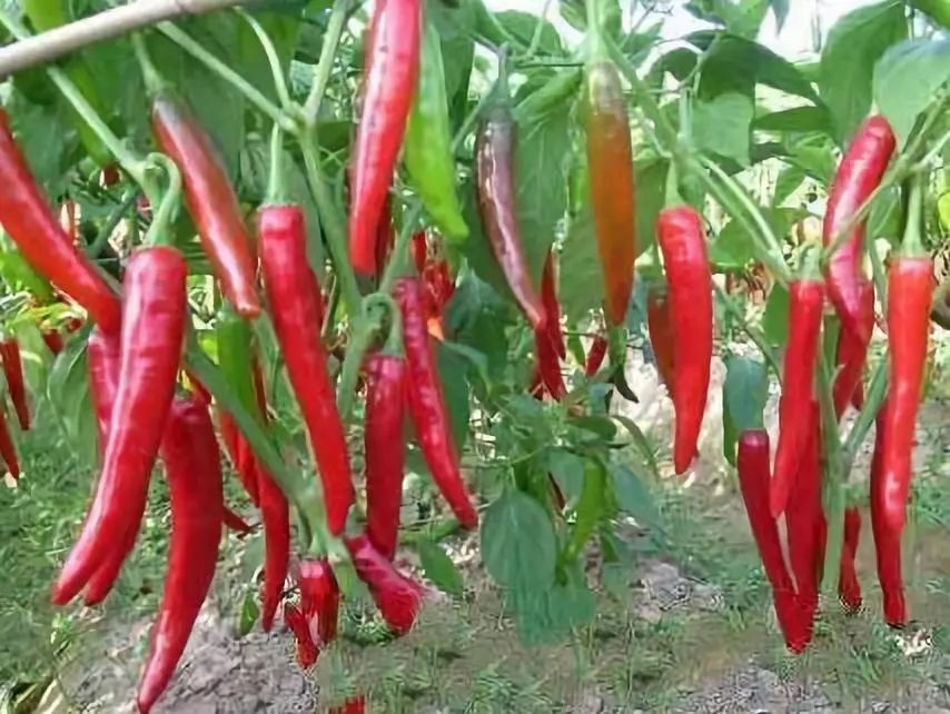 全新疆著名的特产,盘点十大新疆的特产