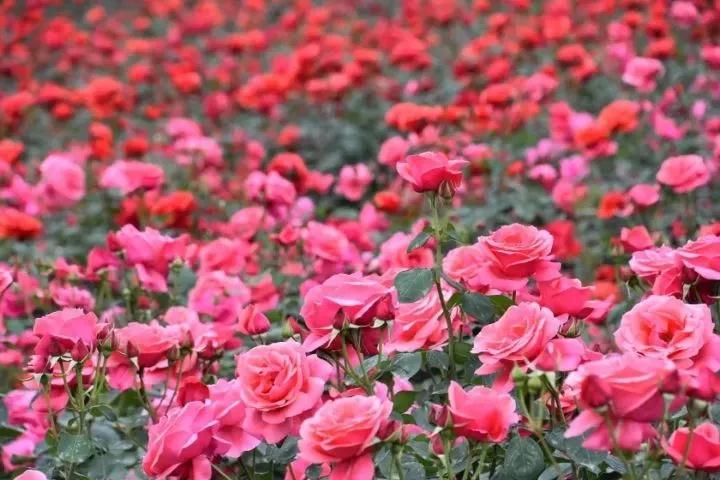 成都周边春季徒步旅游攻略,成都森林徒步旅游攻略