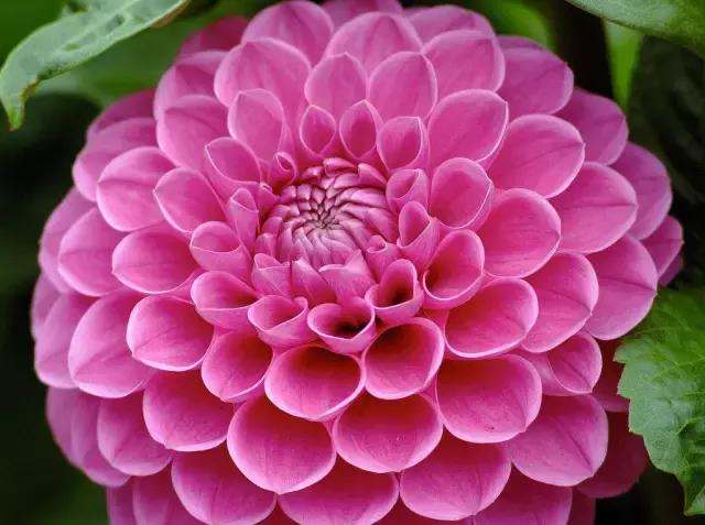 一次性摘各种各样的水果,一次性种很多草莓会怎么样