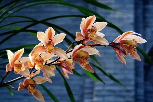 兰花之美沁入心脾,无人亦自芳表现了兰花什么品格