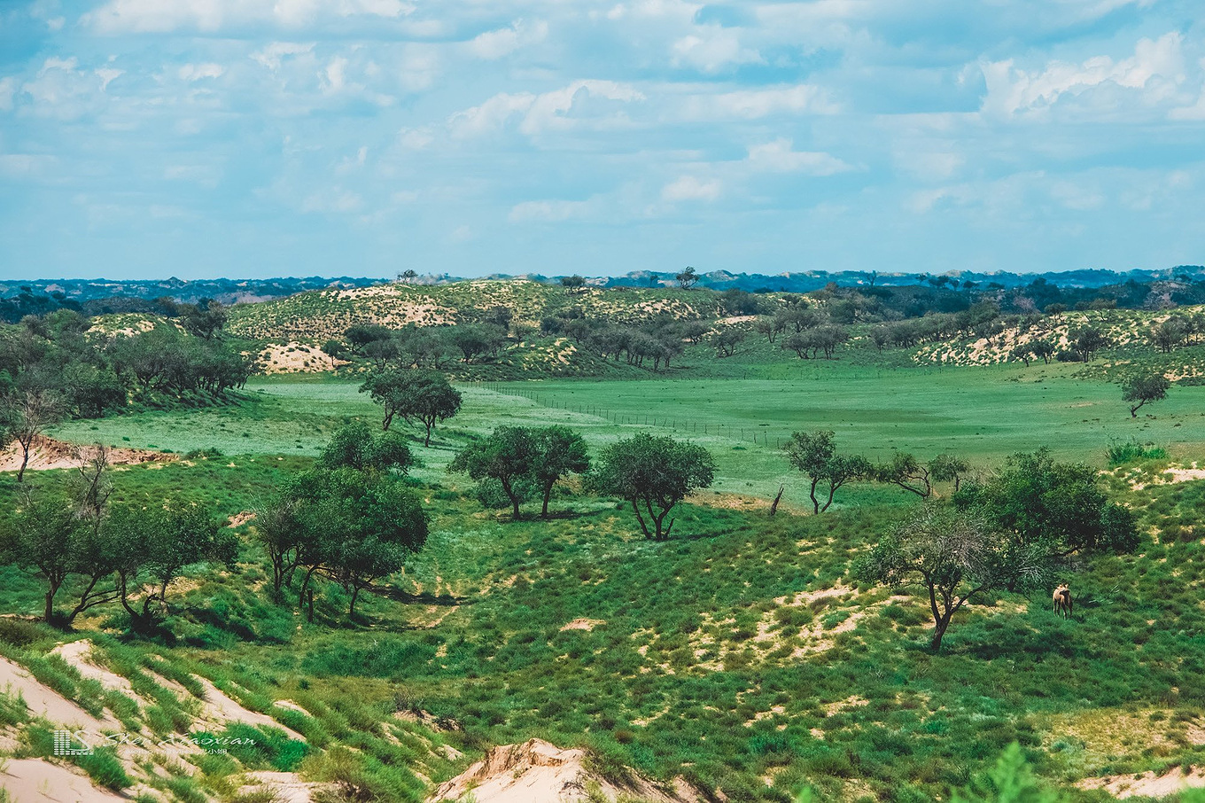 八月的锡林郭勒,8月的锡林郭勒