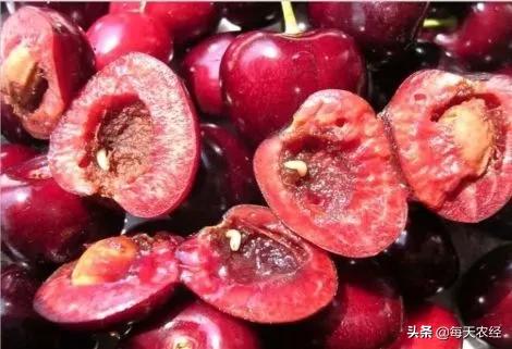 樱桃打果蝇药几天可以吃,大樱桃果蝇难防治掌握方法才奏效