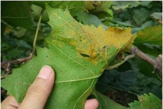 葡萄红蜘蛛病害图片,葡萄病害常用杀菌剂