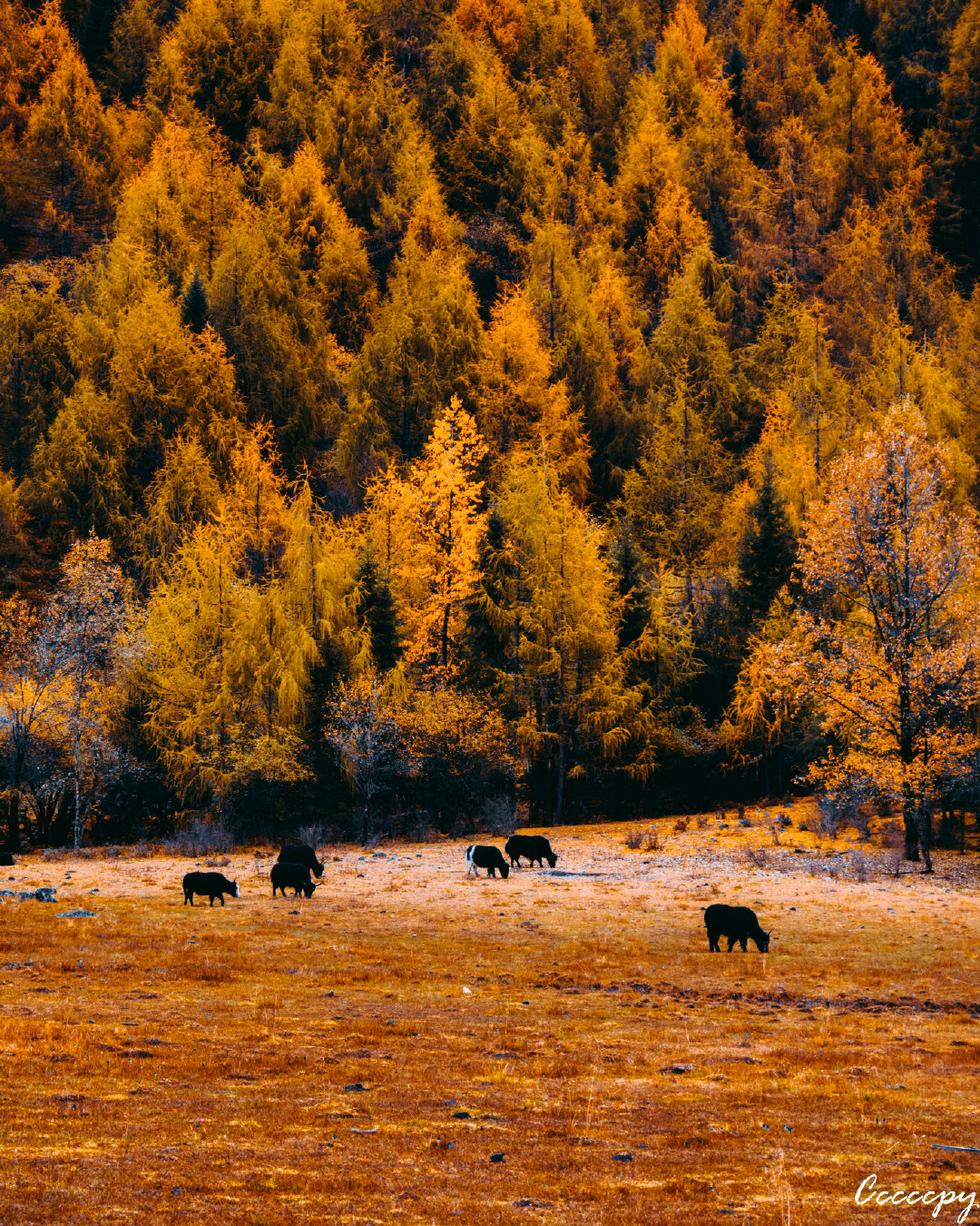 试驾高尔夫1.2t,试驾高尔夫1.2t市区