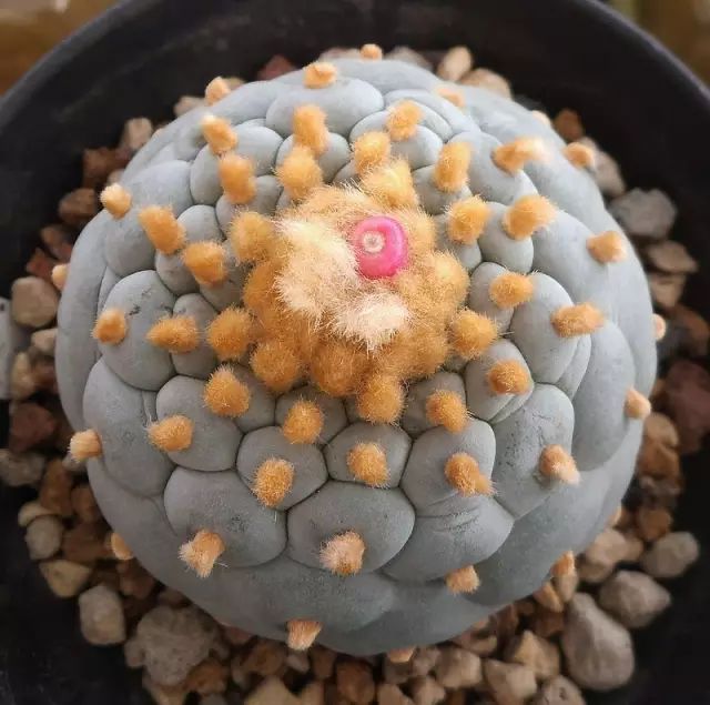 世界上最稀有最名贵的花,世界上最漂亮名贵的花