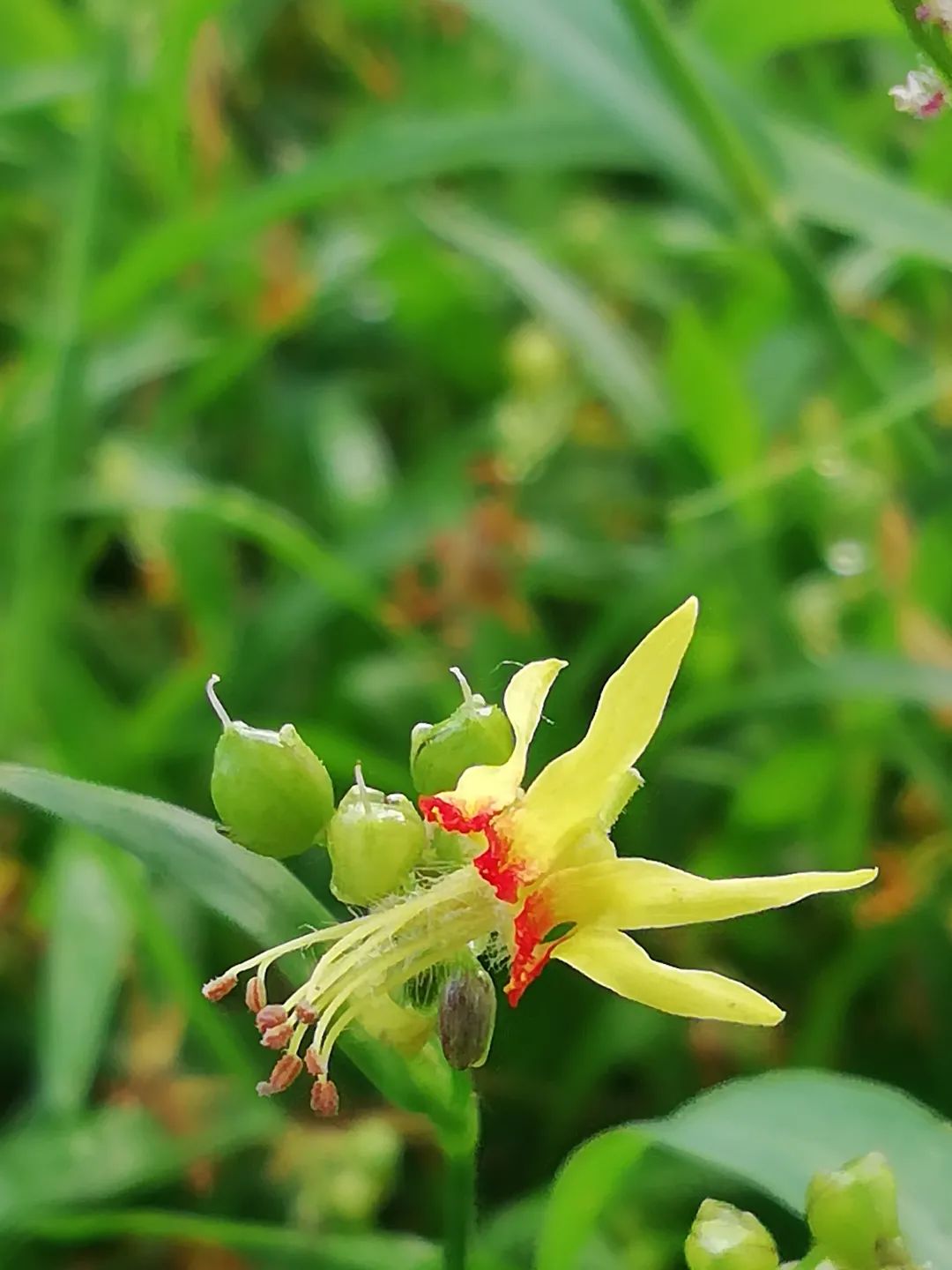 草木人间和燃冬,草木和人间