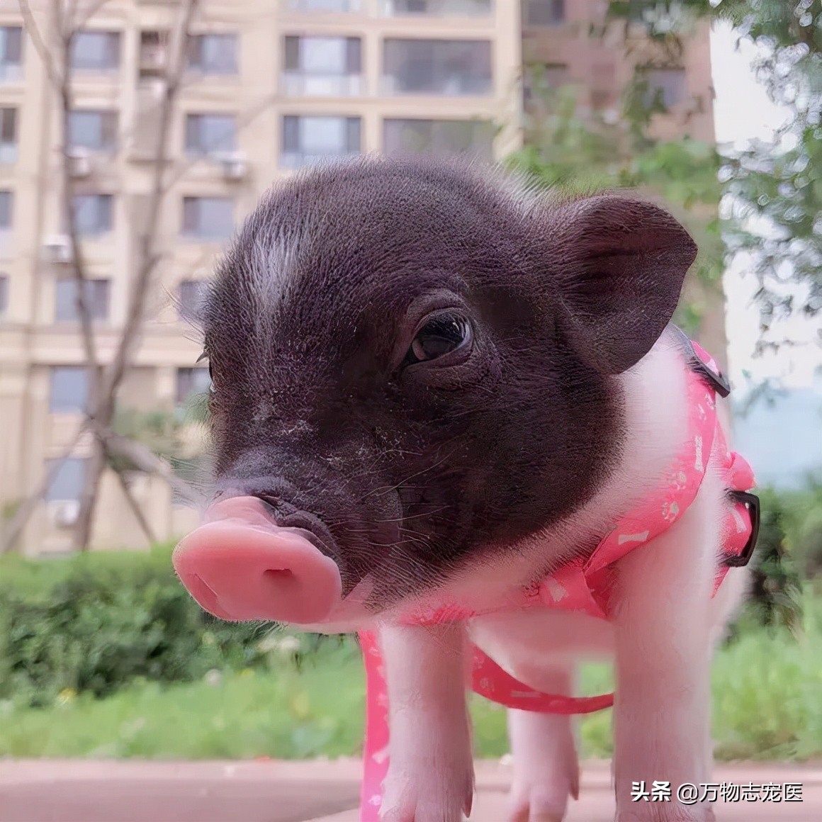 养猫养狗的乐趣,养猪养狗养猫养兔