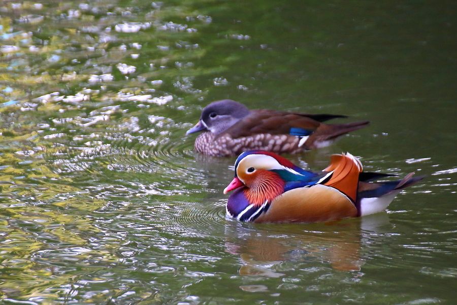 终身一夫一妻动物有哪些,终生一夫一妻的动物
