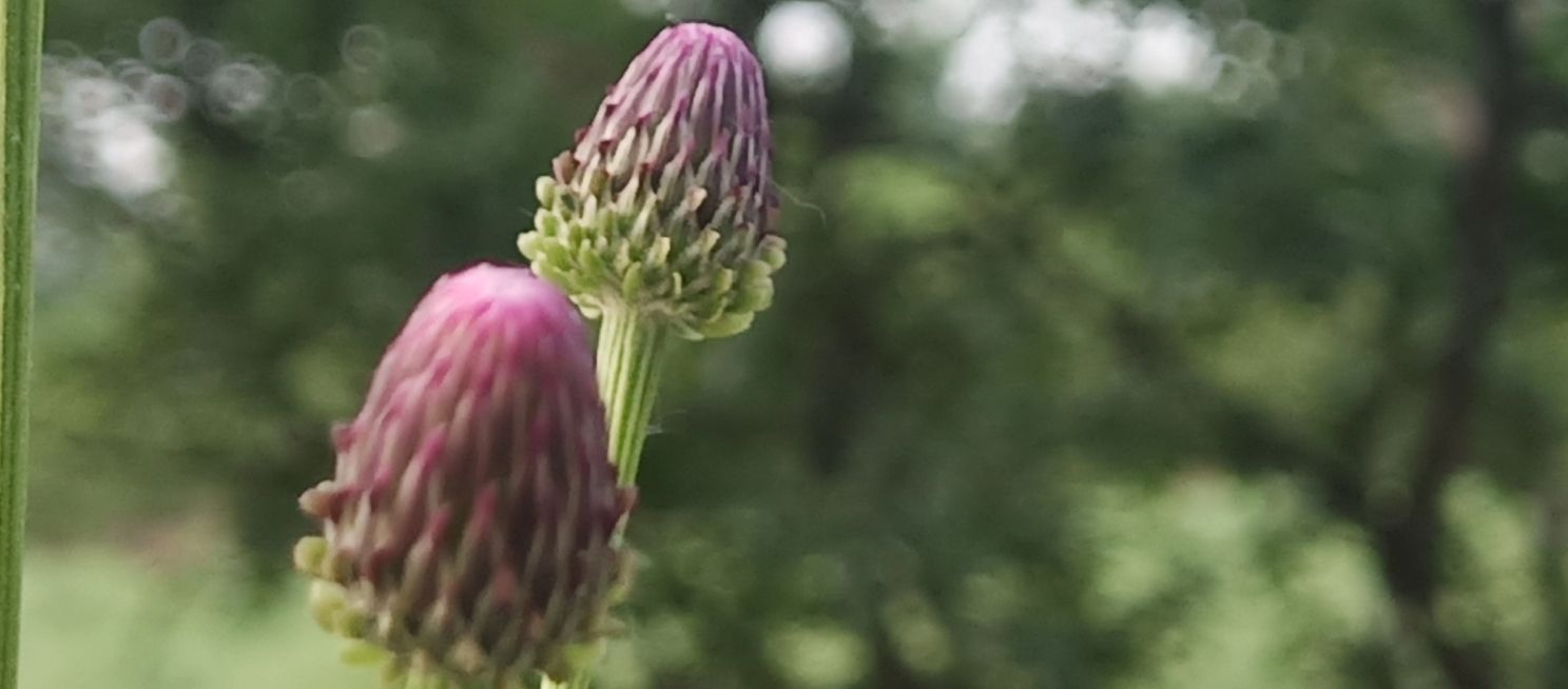 华山诗人马跃中国情人节七巧节日诗句《七夕有句》外三首/