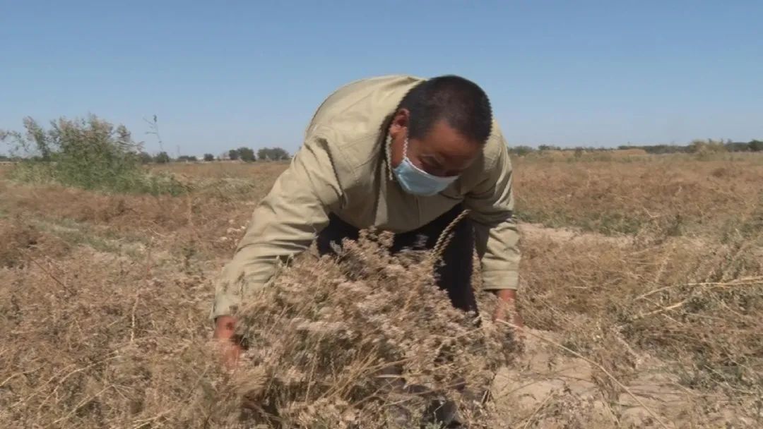 奇台县西地镇旱沟村种植3000亩小茴香喜获丰收