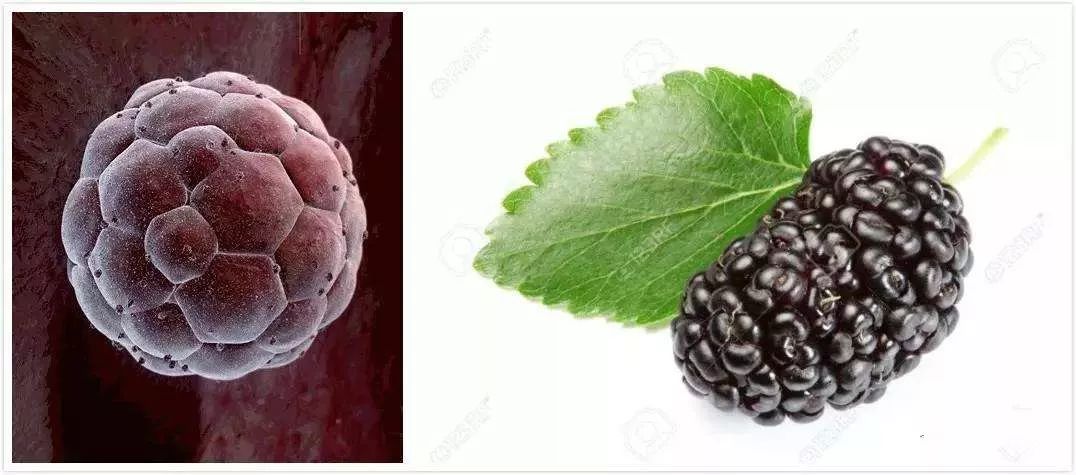 孕妇绝对不能坐在葡萄树下？坐葡萄树下会得葡萄胎？