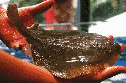 焦作五谷养生煲粥坊套餐,五谷养生煲粥坊抖音团购券