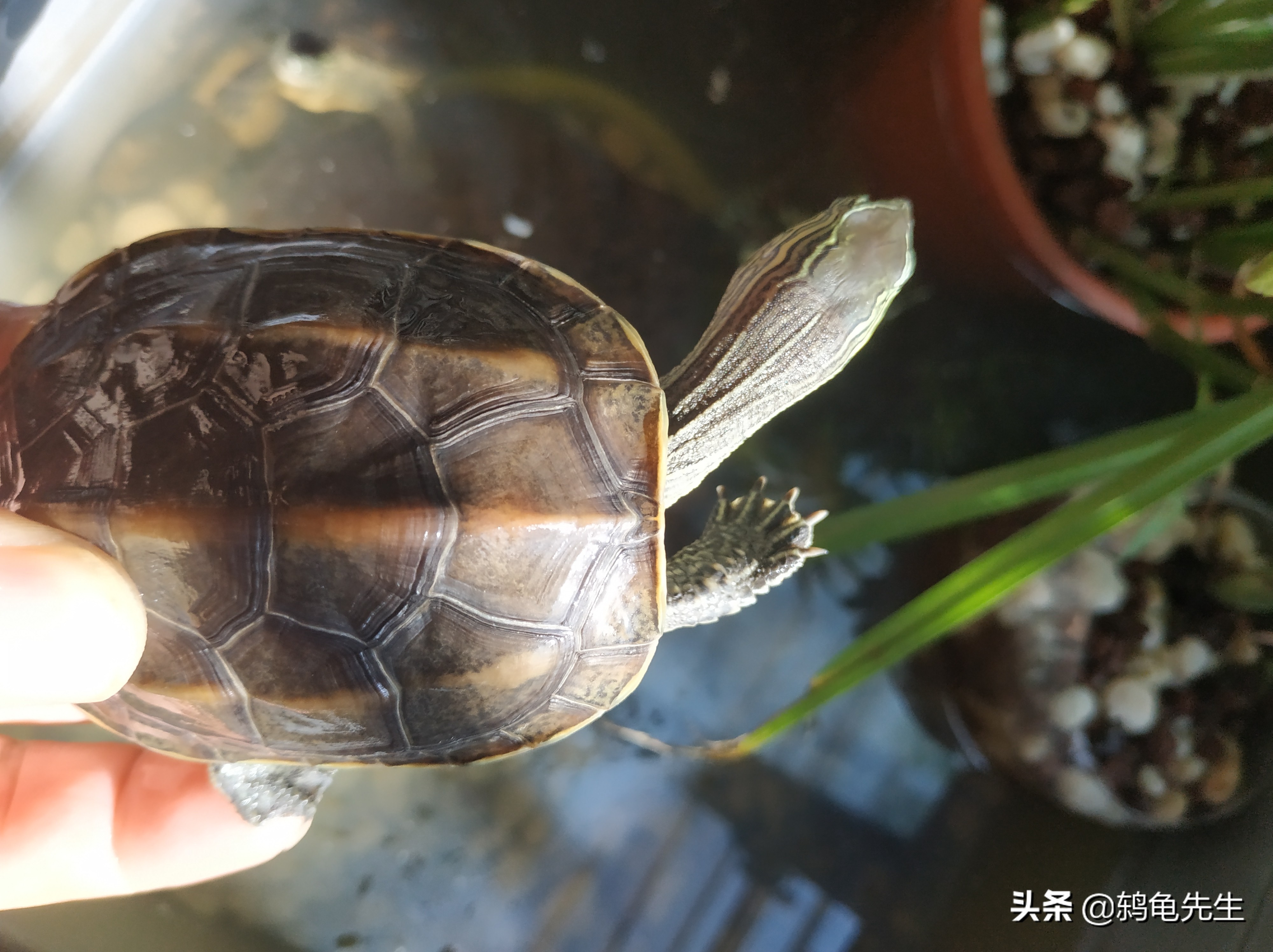 养龟注意事项及保温方法,养龟降温注意事项