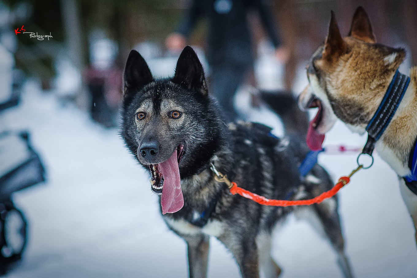 果小姐的慢生活之冰雪奇缘
