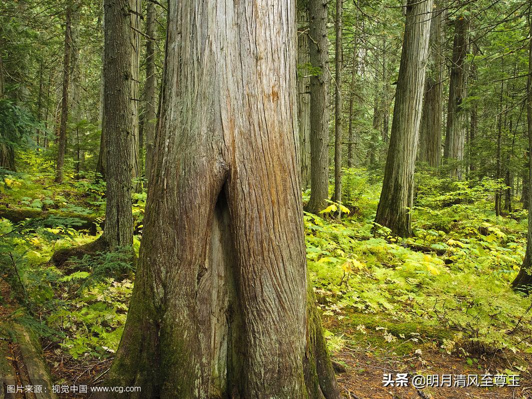 加拿大红雪松有哪些功效,加拿大红雪松批发厂