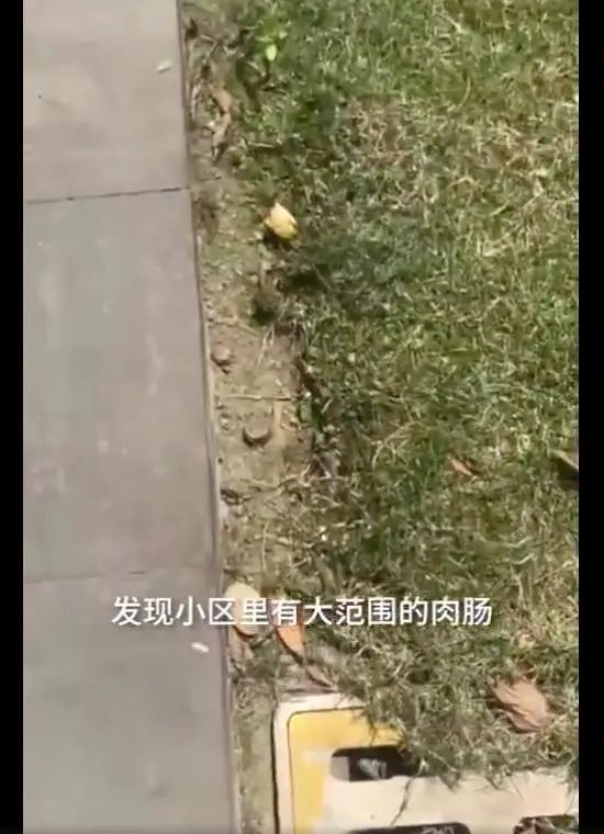 狗狗中毒急救措施,狗狗中毒怎么急救