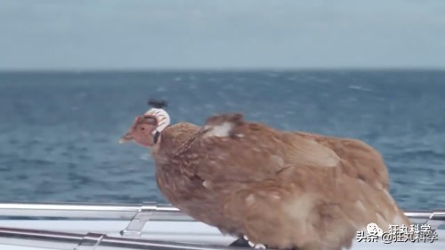 鸡头放摄像头视频,鸡头上装摄像机