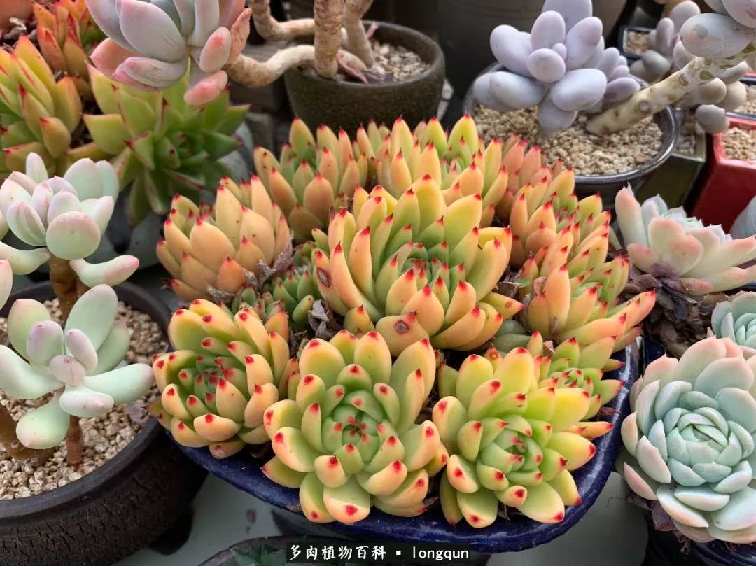 探访韩国肉锥大棚,记一次走访纪录片