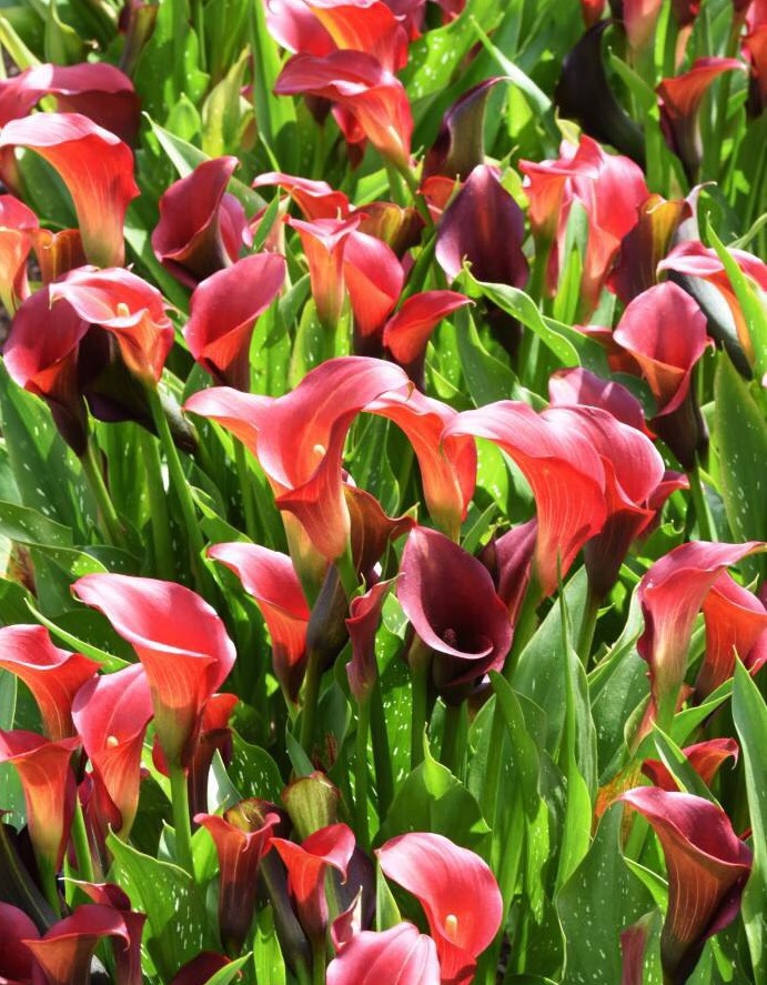 阳台只养一种花全年花开不断,适合庭院养的10种花