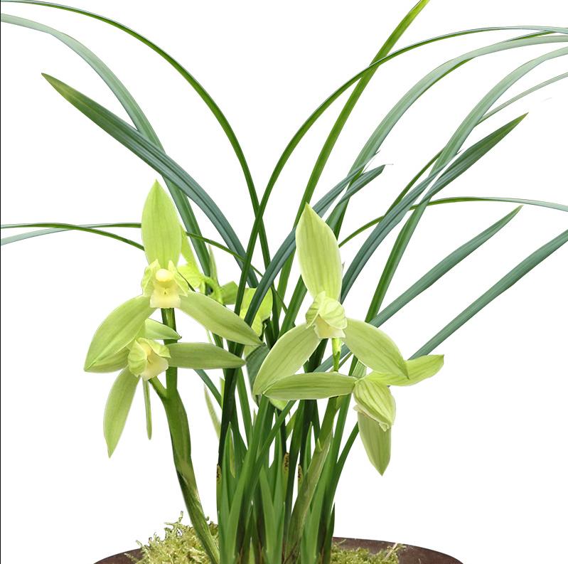 养兰花得雅趣,养兰知识大全