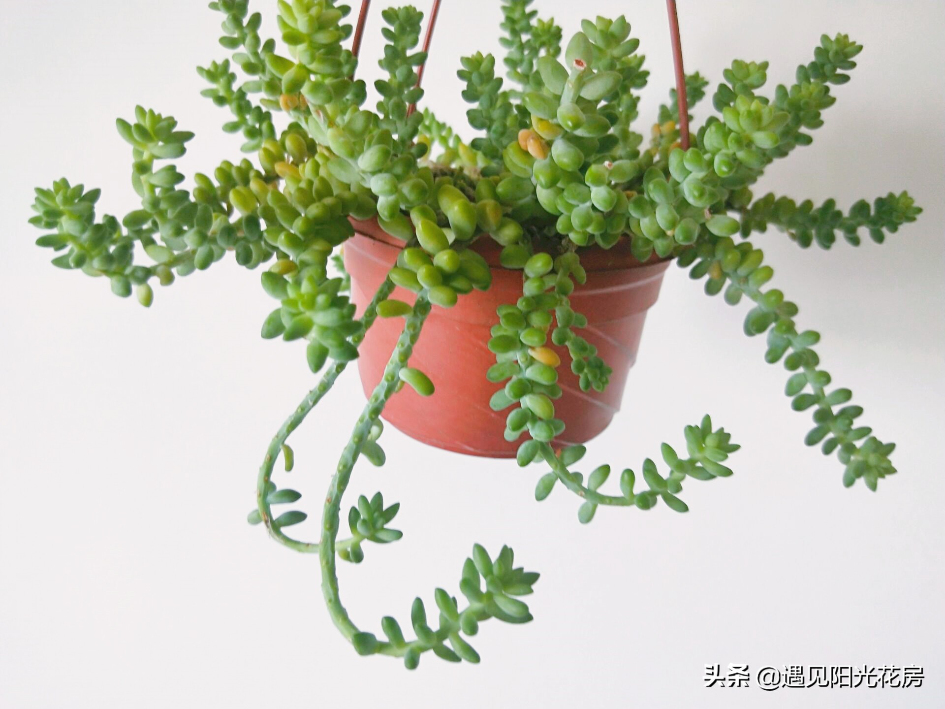 蓝宝石葡萄为什么掉花落果,新玉缀发黄掉叶怎么办