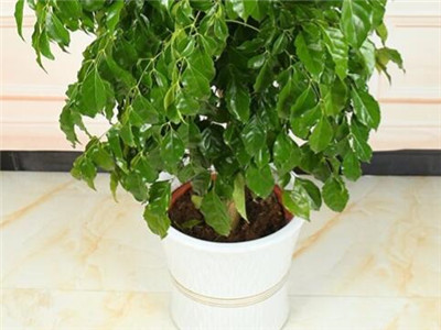 幸福树叶子发黄是怎么回事,幸福树叶子发黄干枯有黑点