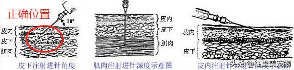 给狗打针鼓包了几天没消怎么办,狗狗打针脖子上有个鼓包硬的