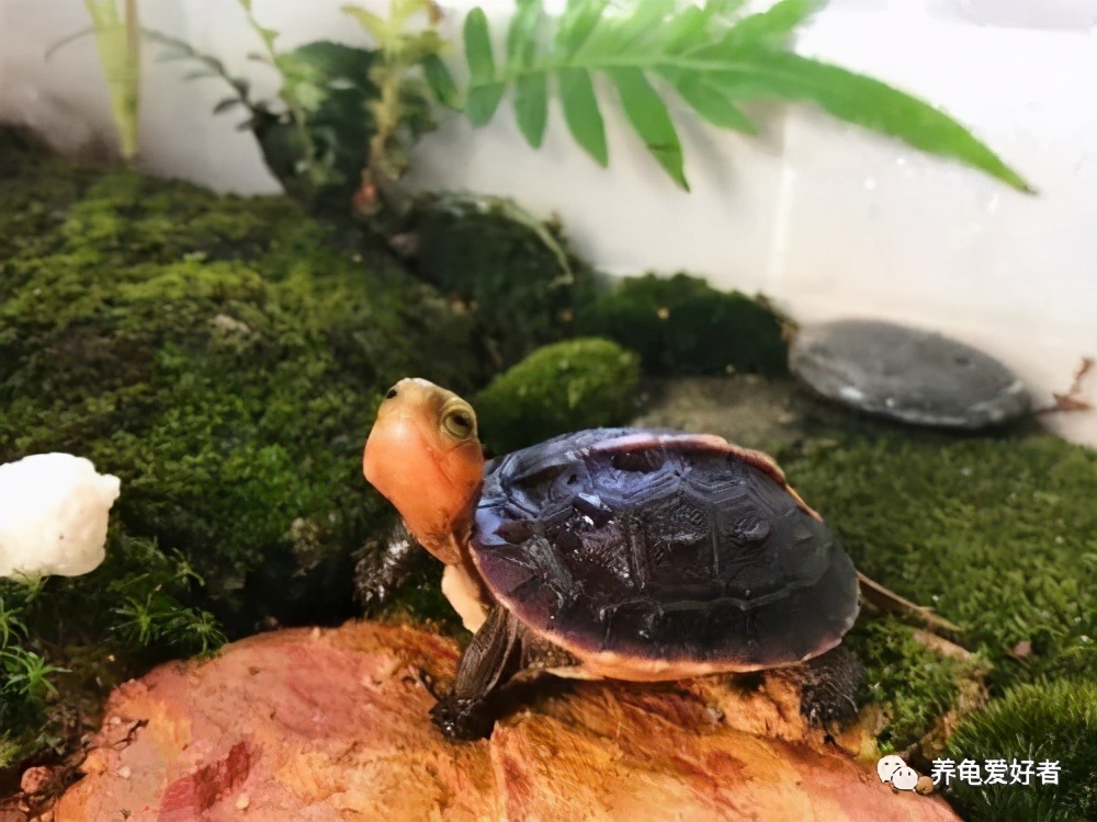 一位合格的养龟爱好者，家中常备这些东东
