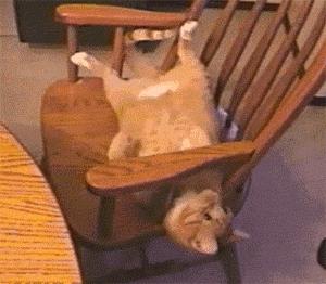 猫是不是液体动物 (戴伊丽莎白圈猫胡子会长长吗)