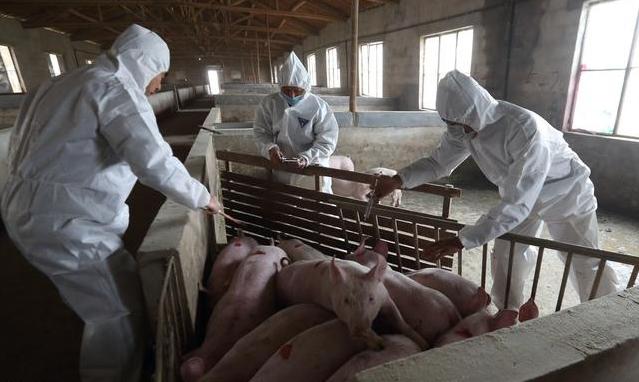 猪伪狂犬疫苗什么时间打合适,猪伪狂犬病的净化科学依据