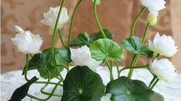 永恒等待、梦中的恋人一一碗莲