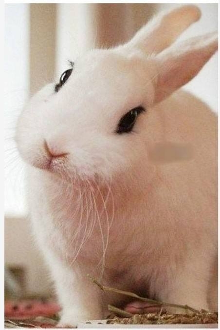 兔中耳炎能自愈吗,兔中耳炎的症状与治疗